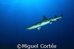 Shark by Miguel Cortés 